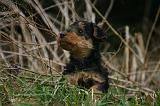 WELSH TERRIER 158